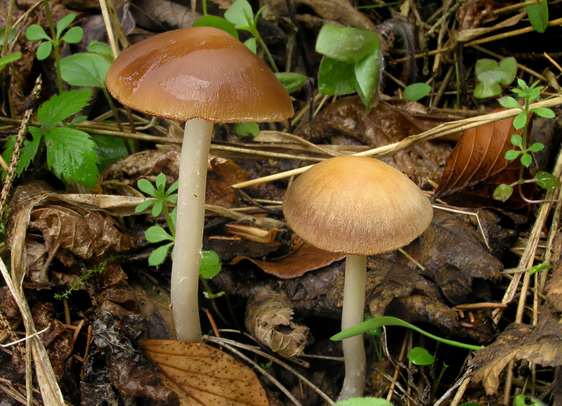 Psathyrella spadiceogrisea f. vernalis